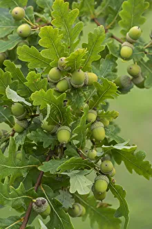 Common Oak (Quercius robur) acorns in late summer. Surrey, England, UK, September Common Oak (Quercius robur) acorns in late summer. Surrey, England, UK, September