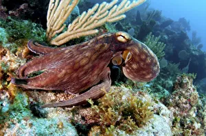Common octopus (Octopus vulgaris) on a coral reef in The Bahamas. August Common octopus (Octopus vulgaris) on a coral reef in The Bahamas. August