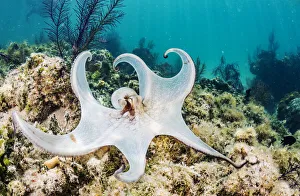 Common octopus (Octopus vulgaris) hunting on a reef off Eleuthera Island, Bahamas Common octopus (Octopus vulgaris) hunting on a reef off Eleuthera Island, Bahamas