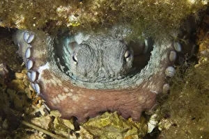 Common octopus (Octopus vulgaris) in hole, Larvotto Marine Reserve, Monaco, Mediterranean Sea Common octopus (Octopus vulgaris) in hole, Larvotto Marine Reserve, Monaco, Mediterranean Sea