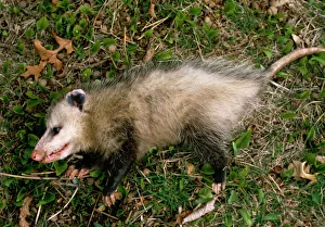 Common opossum {Didelphis marsupialis} playing dead as defence strategy Common opossum {Didelphis marsupialis} playing dead as defence strategy