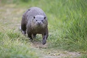 Common otter (Lutra lutra) Norfolk UK May Common otter (Lutra lutra) Norfolk UK May