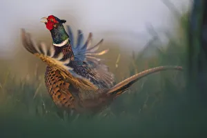 Common pheasant (Phasianus colchicus) male flapping wings and calling, Pusztaszer reserve, Hungary. May Common pheasant (Phasianus colchicus) male flapping wings and calling, Pusztaszer reserve, Hungary. May