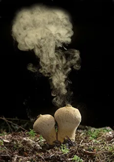 Common Puffball fungus (Lycoperdon perlatum) emitting spores into the air Common Puffball fungus (Lycoperdon perlatum) emitting spores into the air