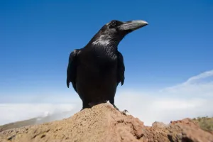 Common raven (Corvus corax) perched on rock, La Caldera de Taburiente National Park Common raven (Corvus corax) perched on rock, La Caldera de Taburiente National Park