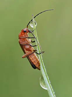 Common red soldier beetle (Rhagonycha fulva) climbing up grass with dew drops Common red soldier beetle (Rhagonycha fulva) climbing up grass with dew drops