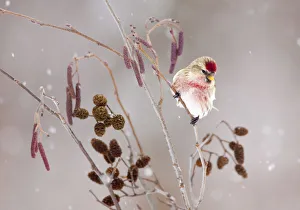 Common redpoll (Carduelis flammea), male perched in alder (Alnus rugosa) during a Common redpoll (Carduelis flammea), male perched in alder (Alnus rugosa) during a