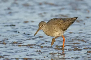 Common redshank (Tringa totanus) in winter plumage, feeding on mudflats, The Wash Common redshank (Tringa totanus) in winter plumage, feeding on mudflats, The Wash