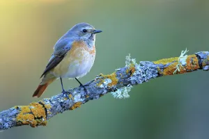 Common redstart (Phoenicurus phoenicurus), Sierra de Grazalema Natural Park, southern Spain Common redstart (Phoenicurus phoenicurus), Sierra de Grazalema Natural Park, southern Spain