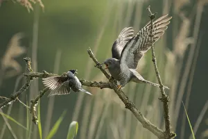 Common reed bunting (Emberiza schoeniclus) attacking Common cuckoo (Cuculus canorus) Common reed bunting (Emberiza schoeniclus) attacking Common cuckoo (Cuculus canorus)
