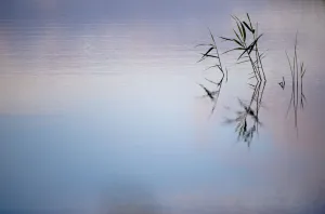 Common reeds {Phragmites communis}, reflected in water, Ham Wall (RSPB) Nature Reserve Common reeds {Phragmites communis}, reflected in water, Ham Wall (RSPB) Nature Reserve