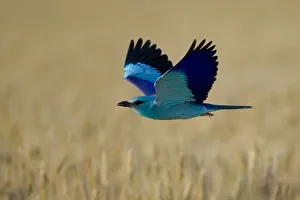 Common roller (Coracias garrulus) in flight, Bulgaria, May 2008 Common roller (Coracias garrulus) in flight, Bulgaria, May 2008