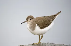 Common Sandpiper (Actitis hypoleucos) on rock, Elbe Biosphere Reserve, Lower Saxony Common Sandpiper (Actitis hypoleucos) on rock, Elbe Biosphere Reserve, Lower Saxony