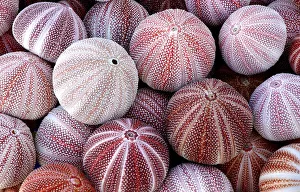 Common Sea urchin shells (Echinus esculentus)Cornwall, UK Common Sea urchin shells (Echinus esculentus)Cornwall, UK