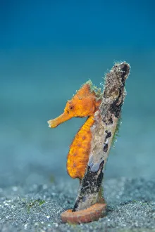 Common seahorse (Hippocampus kuda) female wrapping her prehensile tail around piece Common seahorse (Hippocampus kuda) female wrapping her prehensile tail around piece
