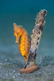 Common seahorse (Hippocampus kuda) female gripping onto a piece of waterlogged wood Common seahorse (Hippocampus kuda) female gripping onto a piece of waterlogged wood