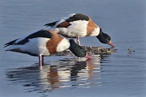 Common shelduck pair (Tadorna tadorna) standing and drinking in the margins of a shallow Common shelduck pair (Tadorna tadorna) standing and drinking in the margins of a shallow