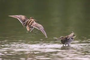 Common Snipe (Gallinago gallinago) autumn courtship display, Germany, August Common Snipe (Gallinago gallinago) autumn courtship display, Germany, August