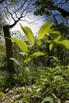Common Solomons seal (Polygonatum multiflorum) in Cooks Wood, Somerset, UK Common Solomons seal (Polygonatum multiflorum) in Cooks Wood, Somerset, UK