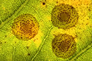 Common spangle galls of the Gall wasp (Neuroterus quercusbaccarum) Common spangle galls of the Gall wasp (Neuroterus quercusbaccarum)