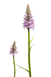 Two Common spotted orchids (Dactylorhiza fuchsii) in flower, Fliess, Naturpark Kaunergrat Two Common spotted orchids (Dactylorhiza fuchsii) in flower, Fliess, Naturpark Kaunergrat