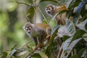 Two Common squirrel monkeys (Saimiri sciureus) amongst vegetation, Yasuni National Park Two Common squirrel monkeys (Saimiri sciureus) amongst vegetation, Yasuni National Park