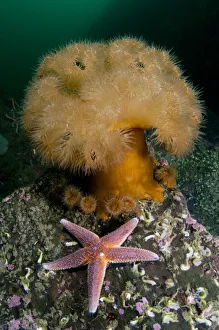 Common starfish (Asterias rubens) by a large Anemone, Saltstraumen, Bod, Norway Common starfish (Asterias rubens) by a large Anemone, Saltstraumen, Bod, Norway