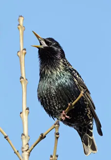 Common starling singing (Sturnus vulgaris) Finland May Common starling singing (Sturnus vulgaris) Finland May