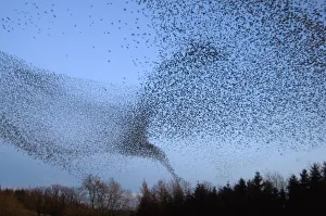 Common starling (Sturnus vulgaris) flock flying towards their night time roost Common starling (Sturnus vulgaris) flock flying towards their night time roost