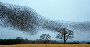 Common starling (Sturnus vulgaris) flocking prior to roosting, Scotland, January 2009 Common starling (Sturnus vulgaris) flocking prior to roosting, Scotland, January 2009