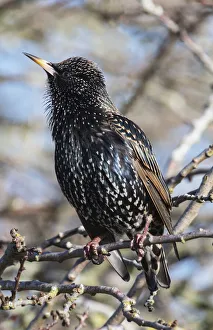 Common starling (Sturnus vulgaris) singing in winter sunshine Common starling (Sturnus vulgaris) singing in winter sunshine