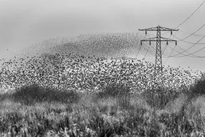 Common starling (Sturnus vulgaris) murmuration in between high voltage powerlines and electricity pylons Common starling (Sturnus vulgaris) murmuration in between high voltage powerlines and electricity pylons
