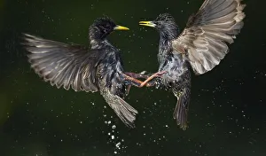 Two Common starlings (Sturnus vulgaris) fighting, Pusztaszer, Hungary, May 2008 Two Common starlings (Sturnus vulgaris) fighting, Pusztaszer, Hungary, May 2008