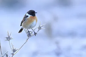 Common stonechat (Saxicola torquata) on frozen and dry thistle Common stonechat (Saxicola torquata) on frozen and dry thistle