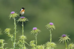 Common stonechat (Saxicola torquata) male on thistle. Sierra de Grazalema Natural Park Common stonechat (Saxicola torquata) male on thistle. Sierra de Grazalema Natural Park