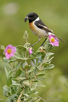 Common stonechat (Saxicola torquata) with prey on flowers Common stonechat (Saxicola torquata) with prey on flowers