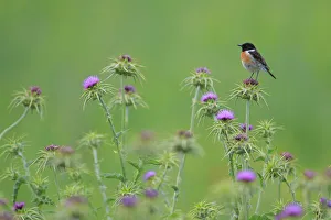 Common stonechat (Saxicola torquata) on thistle. Sierra de Grazalema Natural Park Common stonechat (Saxicola torquata) on thistle. Sierra de Grazalema Natural Park