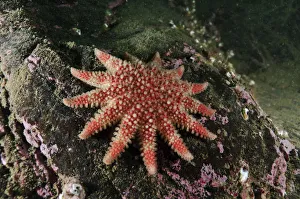 Common Sunstar (Crossaster papposus), St Abbs (St Abbs and Eyemouth Voluntary Marine Reserve) Common Sunstar (Crossaster papposus), St Abbs (St Abbs and Eyemouth Voluntary Marine Reserve)