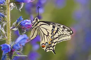 Common Swallowtail Butterfly (Papilio machaon) resting on Vipers Bugloss / Blueweed Common Swallowtail Butterfly (Papilio machaon) resting on Vipers Bugloss / Blueweed