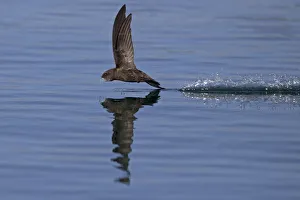 Common Swift (Apus apus) in flight reflected in water, Norfolk, England, UK. July Common Swift (Apus apus) in flight reflected in water, Norfolk, England, UK. July