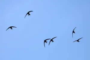Common swift (Apus apus) group flying overhead, Bradford-on-Avon, Wiltshire, UK, May Common swift (Apus apus) group flying overhead, Bradford-on-Avon, Wiltshire, UK, May