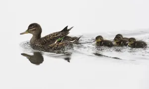 Common Teal (Anas crecca) female with ducklings, Finland June Common Teal (Anas crecca) female with ducklings, Finland June