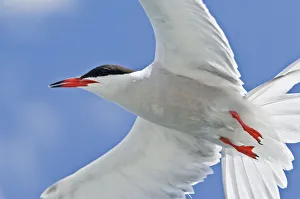 Common tern (Sterna hirundo) close up in flight, Tenerife, Canary Islands Common tern (Sterna hirundo) close up in flight, Tenerife, Canary Islands
