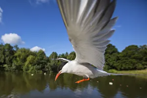 Common tern (Sterna hirundo) in flight over water, Hampstead Heath, London, UK, August Common tern (Sterna hirundo) in flight over water, Hampstead Heath, London, UK, August