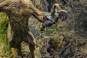 Common European Toad Prints: Common toad (Bufo bufo) male swims to surface as pair behind spawn in amplexus