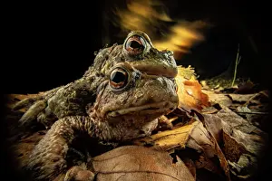 Common toad pair in amplexus Print