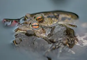Common European Toad Prints: Common toads (Bufo bufo) pair in amplexus in garden pond, Wales, UK