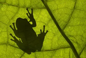 Images Dated 16th September 2006: Common tree frog (Hyla arborea) silhouette viewed through leaf, the Netherlands
