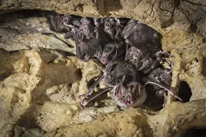 Common vampire bats (Desmodus rotundus) roosting in cave, Costa Rica Common vampire bats (Desmodus rotundus) roosting in cave, Costa Rica
