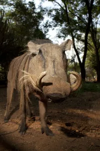 Common warthog (Phacochoerus africanus) portrait, Chipangali Wildlife Orphange, Zimbabwe, November Common warthog (Phacochoerus africanus) portrait, Chipangali Wildlife Orphange, Zimbabwe, November
